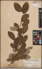 Foto von Salix caprea L.
